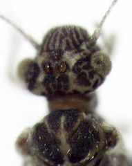 Philotarsidae