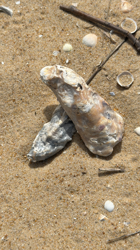 Magallana gigas