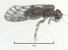 Philotarsidae