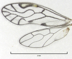 Philotarsidae