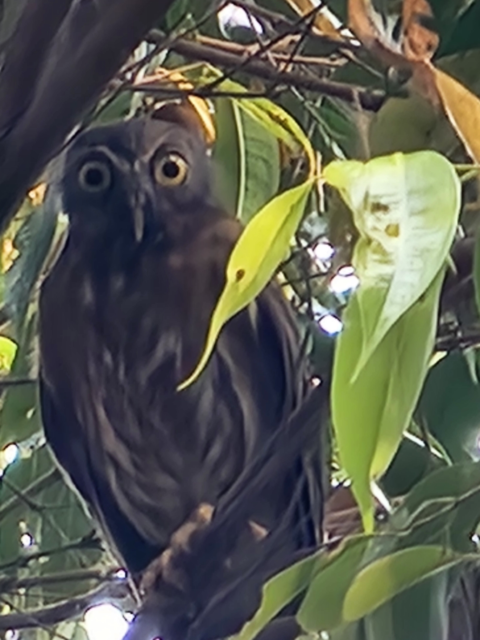 Luzon Boobook (Ninox philippensis), photo 6