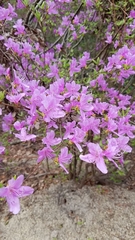 Rhododendron reticulatum