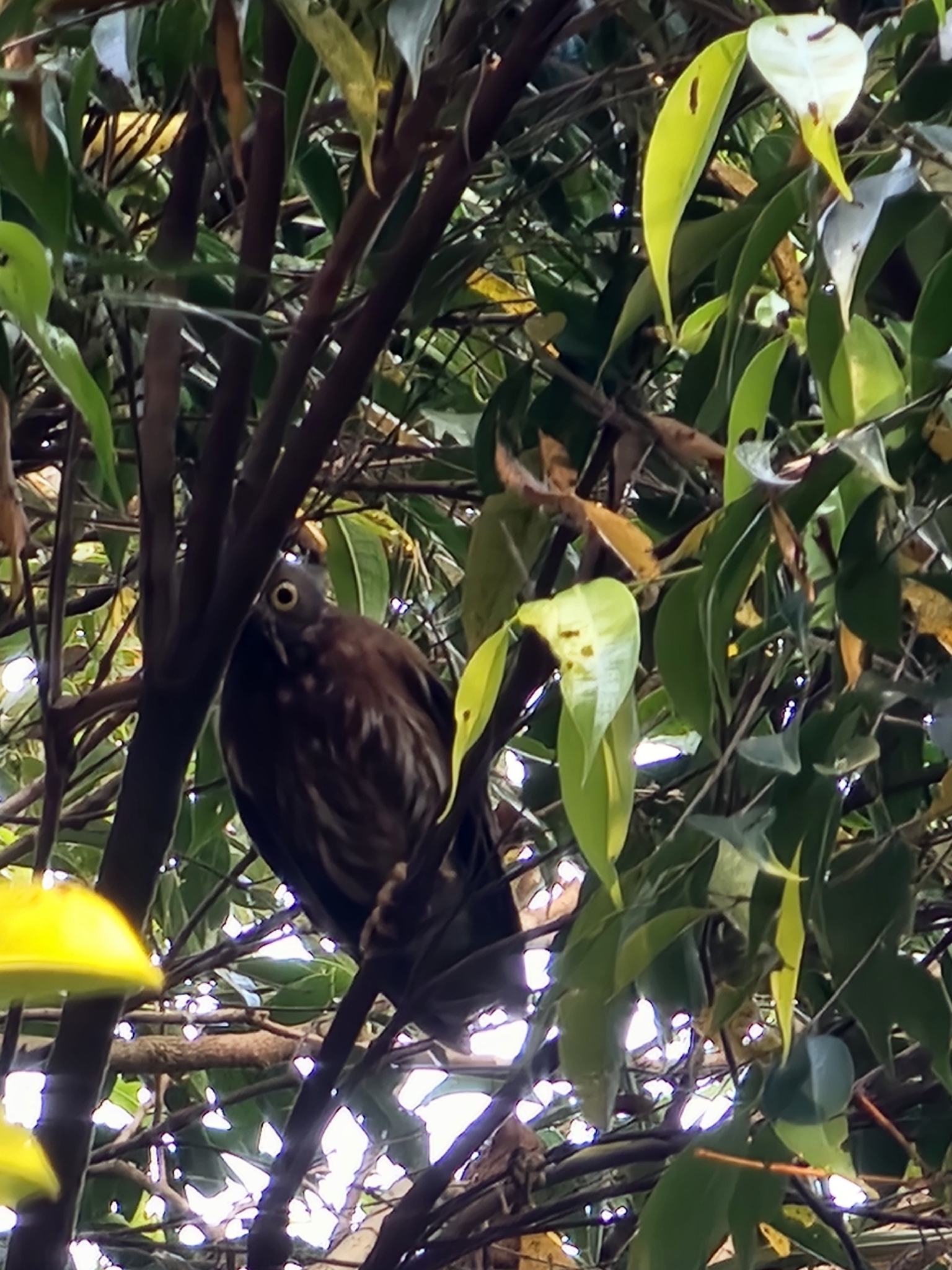 Luzon Boobook (Ninox philippensis), photo 7