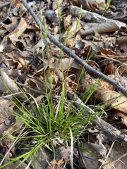 Carex albicans