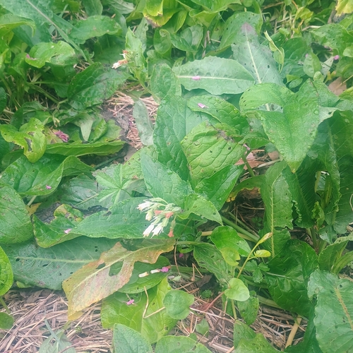 Symphytum bulbosum, photograph 4