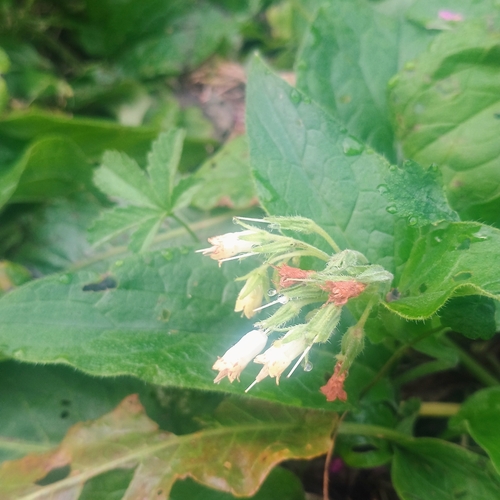 Symphytum bulbosum, photograph 5