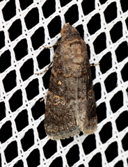 Paromphale caeca