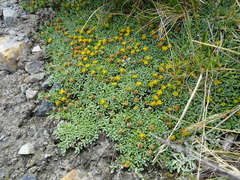 Senecio vegetus