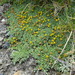 Senecio vegetus - Photo (c) fabien_anthelme, some rights reserved (CC BY-NC), uploaded by fabien_anthelme