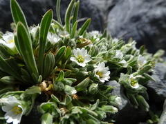 Cerastium peruvianum