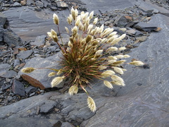Deschampsia ovata