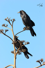 Corvus corax