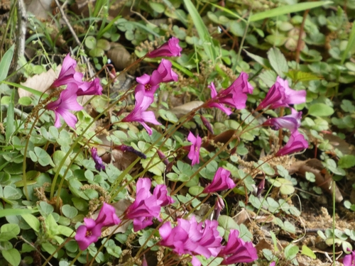 Oxalis brasiliensis, photograph 3