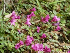 (c) mami_t_t, some rights reserved (CC BY) Oxalis brasiliensis, photograph (c) mami_t_t, some rights reserved (CC BY)
