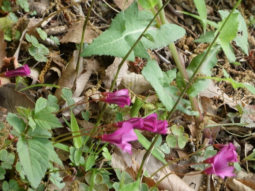 Oxalis brasiliensis, photograph 4