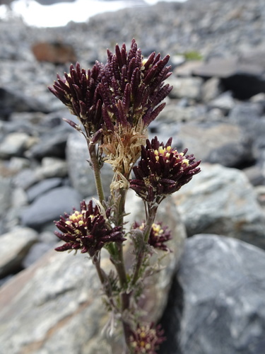 Descurainia athrocarpa