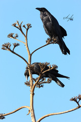 Corvus corax