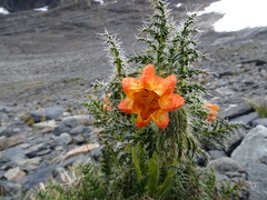 Caiophora chuquitensis