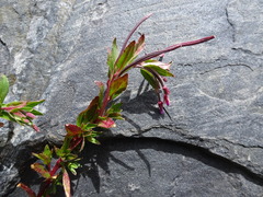 Epilobium denticulatum
