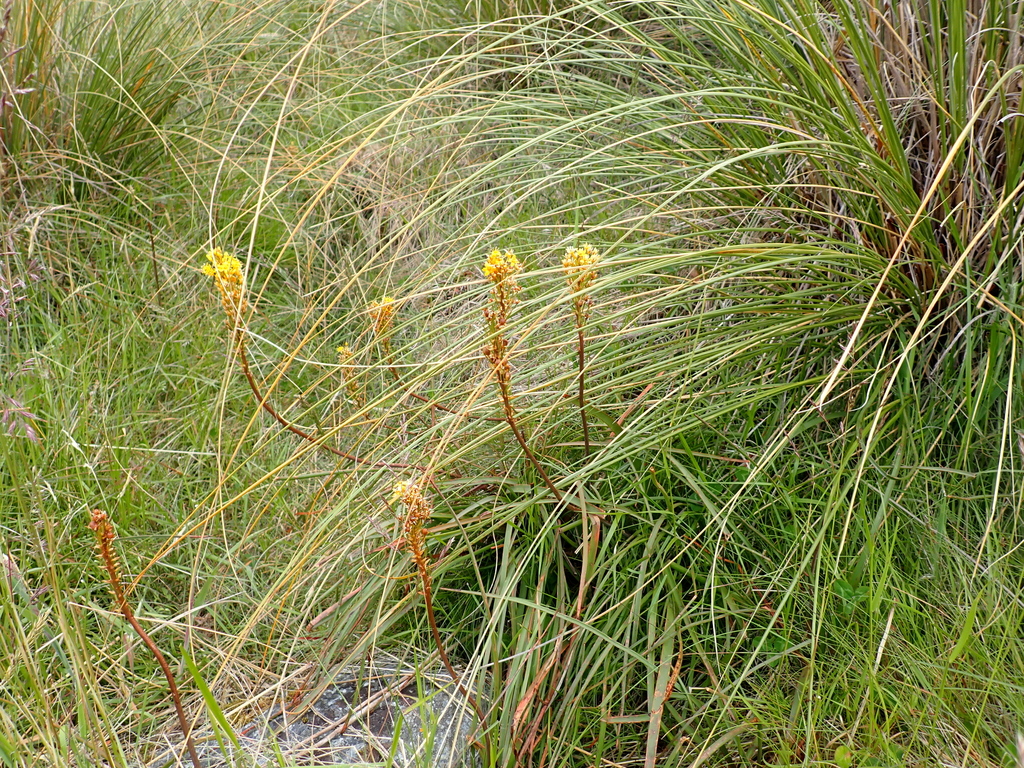 Bulbinella angustifolia; photograph (c) Jacob Littlejohn, some rights reserved (CC BY-SA)