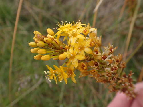 Bulbinella angustifolia, photograph 1