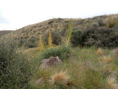 Aciphylla scott-thomsonii, photograph (c) Jacob Littlejohn, some rights reserved (CC BY-SA)