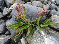 Senecio rhizomatus