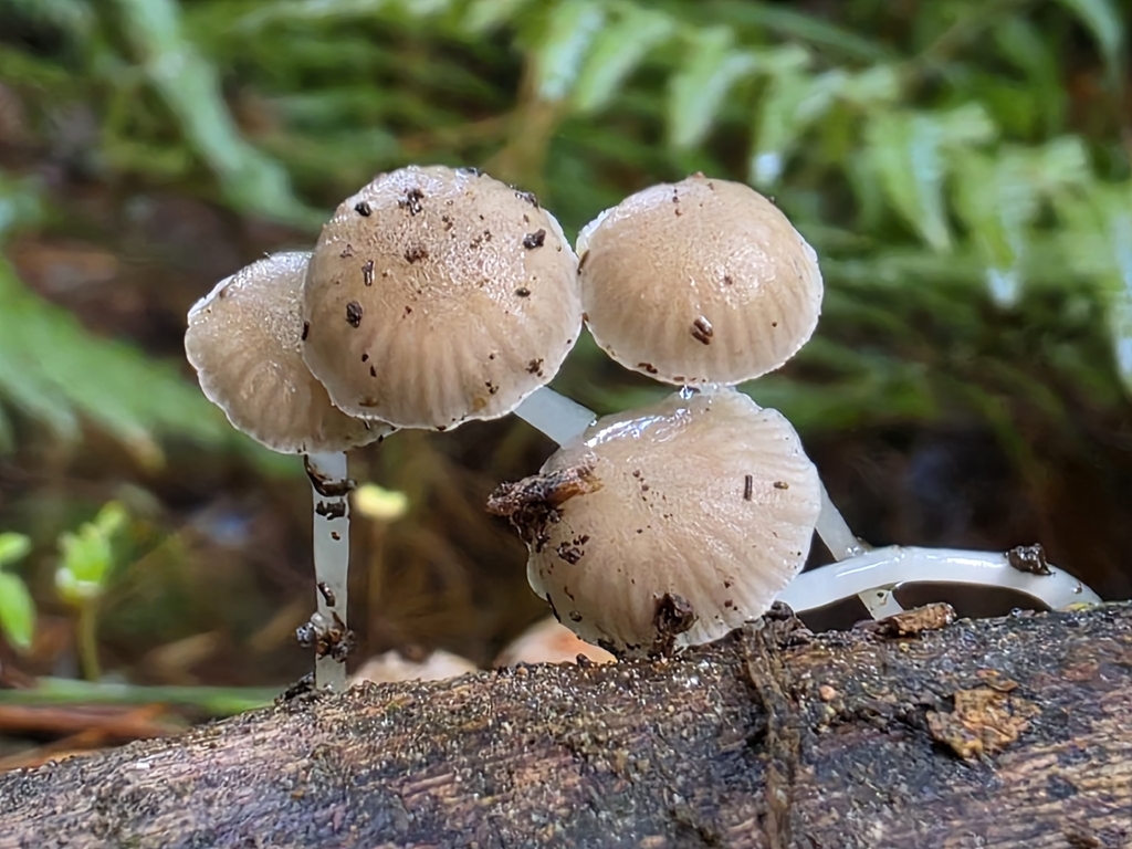Roridomyces austrororidus · April 2026 · photo: © nicnation (iNaturalist, cc-by)