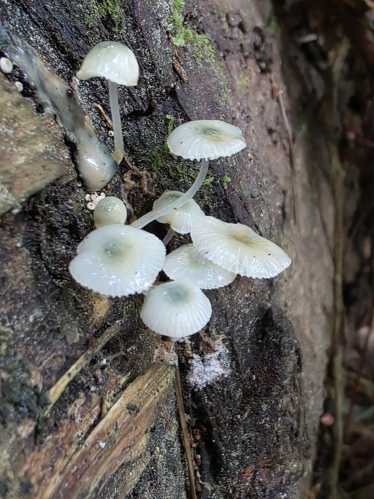 Mycena interrupta · April 2026 · photo: © nicnation (iNaturalist, cc-by)