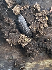 Armadillidium nasatum