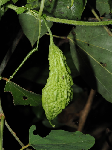 Momordica charantia