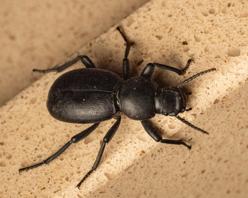 Tentyria herculeana