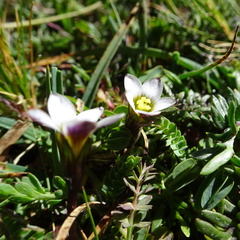 Gentianella briquetiana