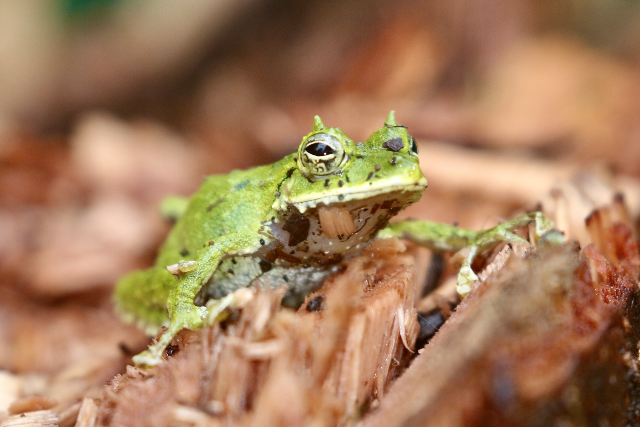 Ti Wrinkled Ground Frog photo 3