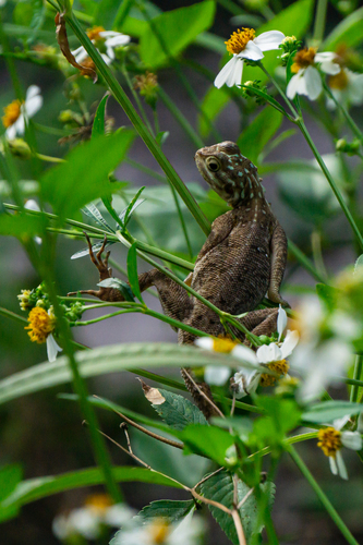 Peters's Rock Agama, Martin County, FL, USA, photo 4 of 10