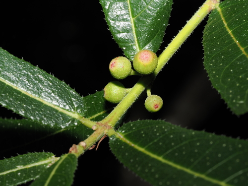 Ficus scobina, 2026-04-12