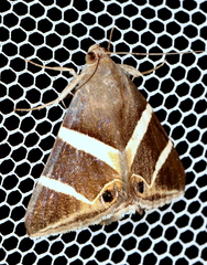 Grammodes