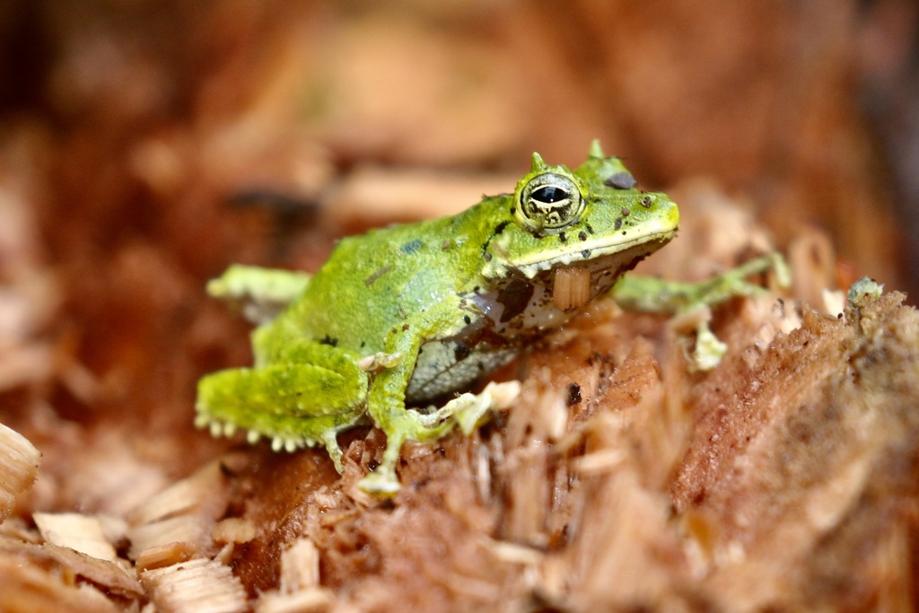 Ti Wrinkled Ground Frog