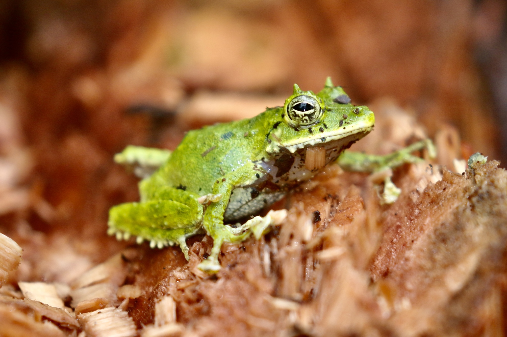 Ti Wrinkled Ground Frog photo 2