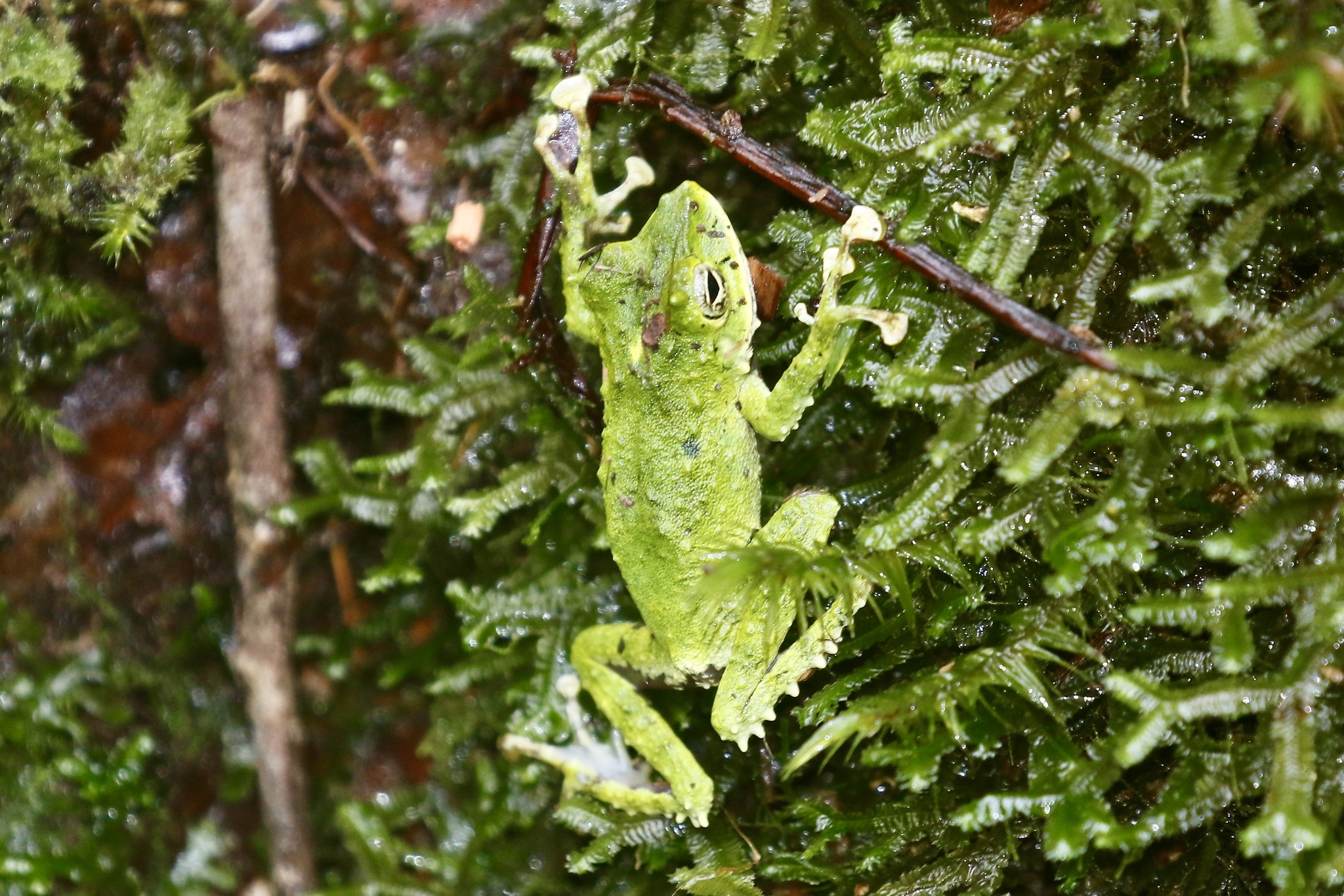 Ti Wrinkled Ground Frog photo 4