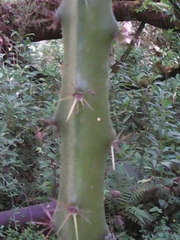 Heliocereus speciosus