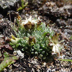 Gamochaeta lulioana