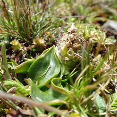 Myrosmodes paludosa