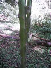 Heliocereus speciosus