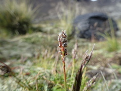 Luzula vulcanica