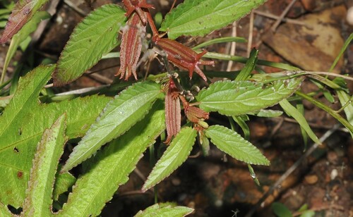 Corchorus aestuans, photograph 2