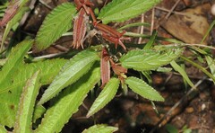 Corchorus aestuans, photograph (c) Thomas Mesaglio, some rights reserved (CC BY)