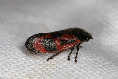 Roodzwarte dennencicade, Ede, Nederland, photo 8 of 10