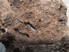 Termitoidae