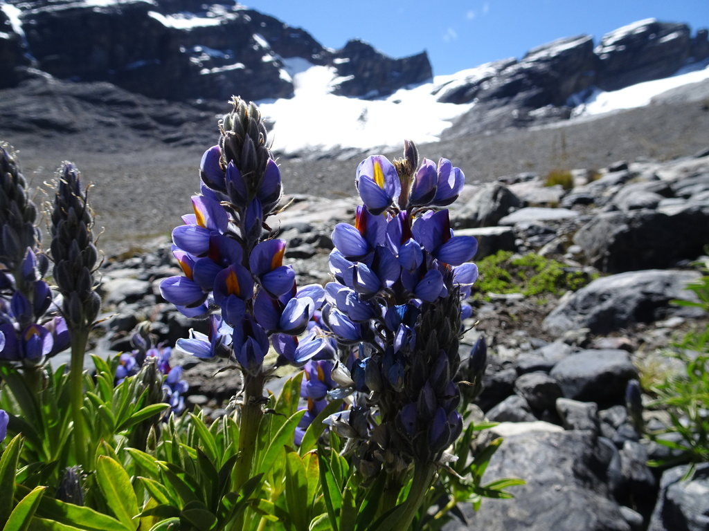 Lupinus altimontanus
